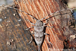 Acanthocinus aedilis